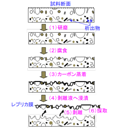 カーボン抽出レプリカ法による試料作製手順
