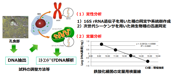 試料の調整方法等と鉄酸化細菌の定量用検量線