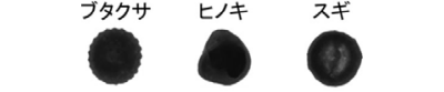 図3 取得した透過像の一例